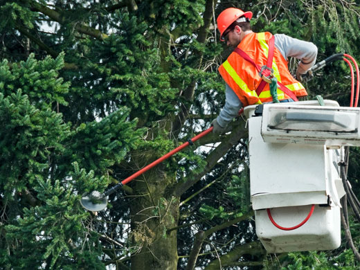 Request a Tree Trimming