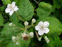 Flowers on blackberry plant