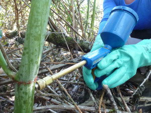 Treating Knotweed stem