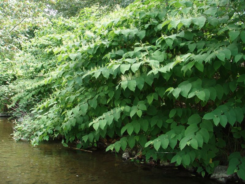 Knotweed on streambankl