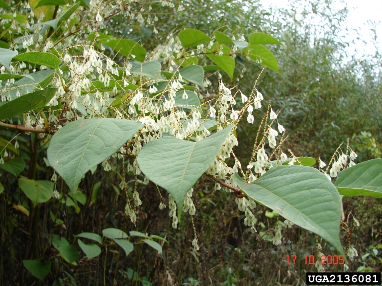 Photo of Knotweed leaves and flowers