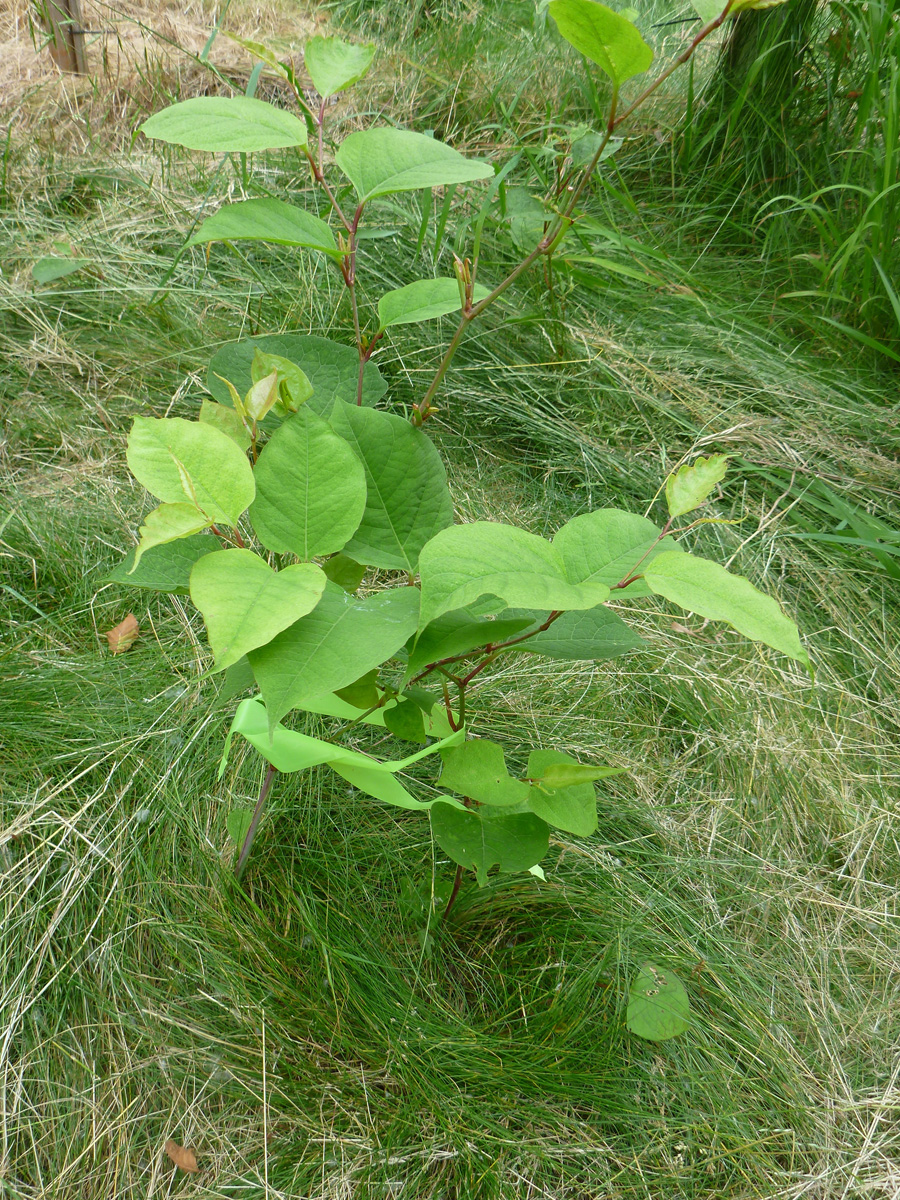 Young Knotweed plant