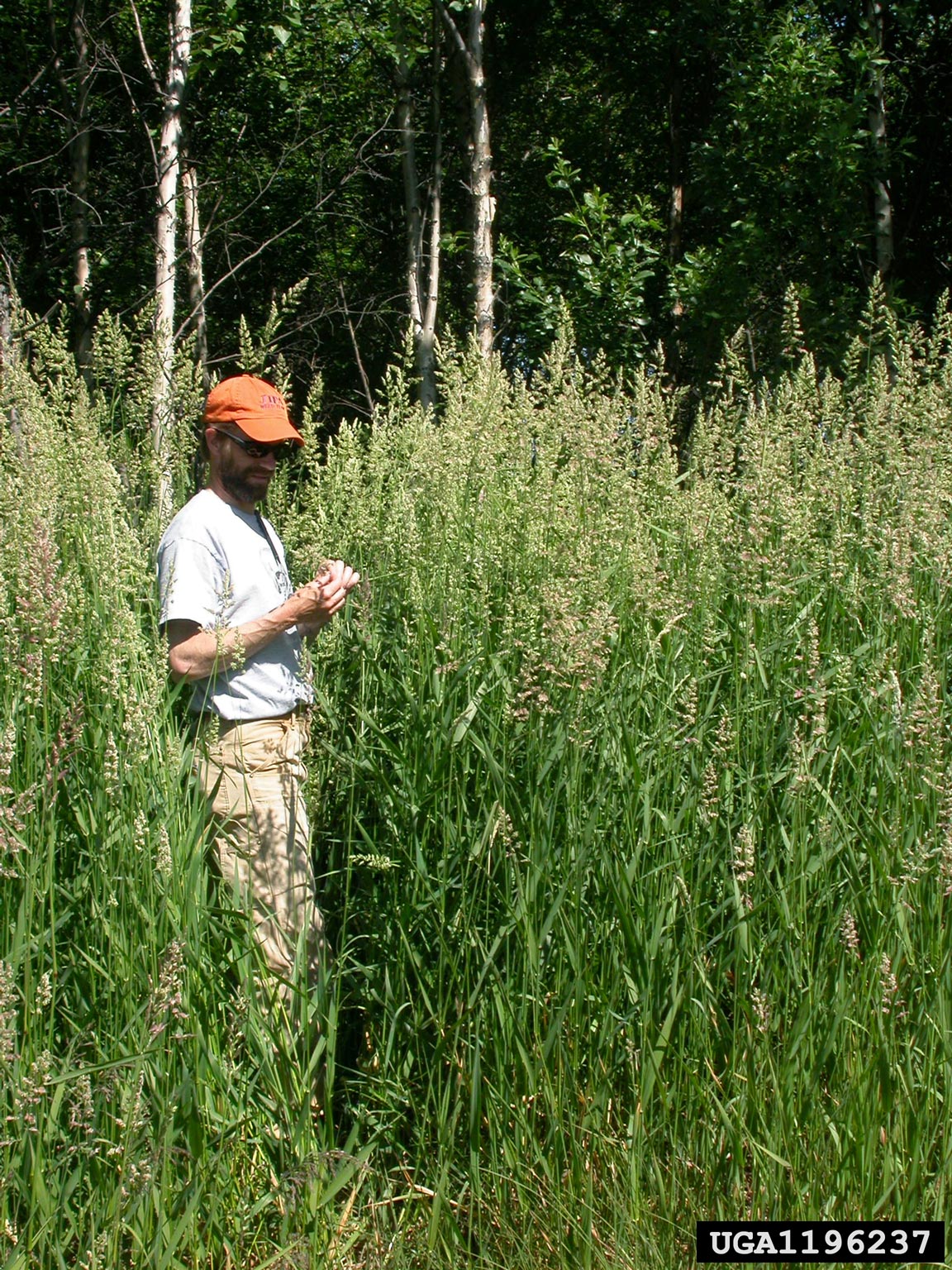 Man standing in patch of Reed Canarygrass
