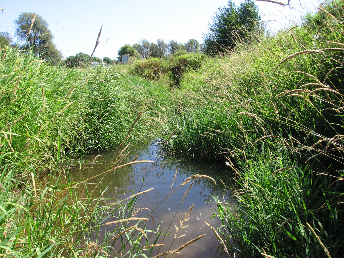 Reed Canarygrass