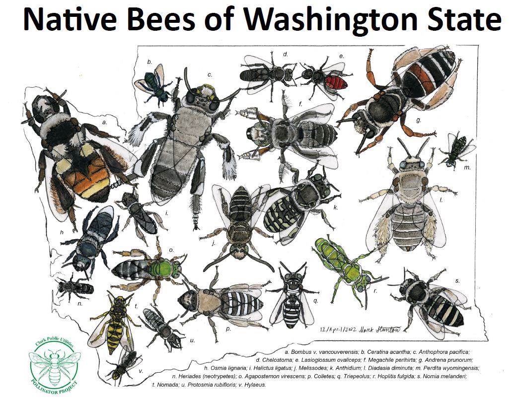 Washington ranked No. 8 best state for beekeeping, Washington