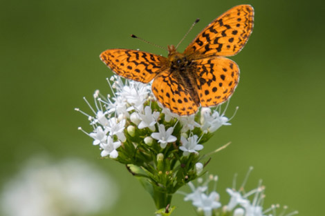 event-pollinator-garden